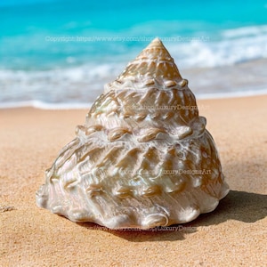 Op de afbeelding: Een grote, iriserende schelp met een puntige, kegelvormige top. De schelp is lichtbeige van kleur met een parelmoerglans. Hij ligt op een zandstrand.