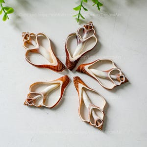 Könnte beinhalten: Sechs braune und weiße Muscheln, die in einem Kreis auf einer weißen Oberfläche angeordnet sind. Die Muscheln sind geöffnet und haben ein zartes, filigranes Design.