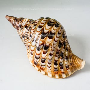 Triton Trumpet Seashell Rare Natural Giant Conch Shell Symbol of Wealth & Prosperity Large Queen Seashell Collections (Charonia Tritonis)