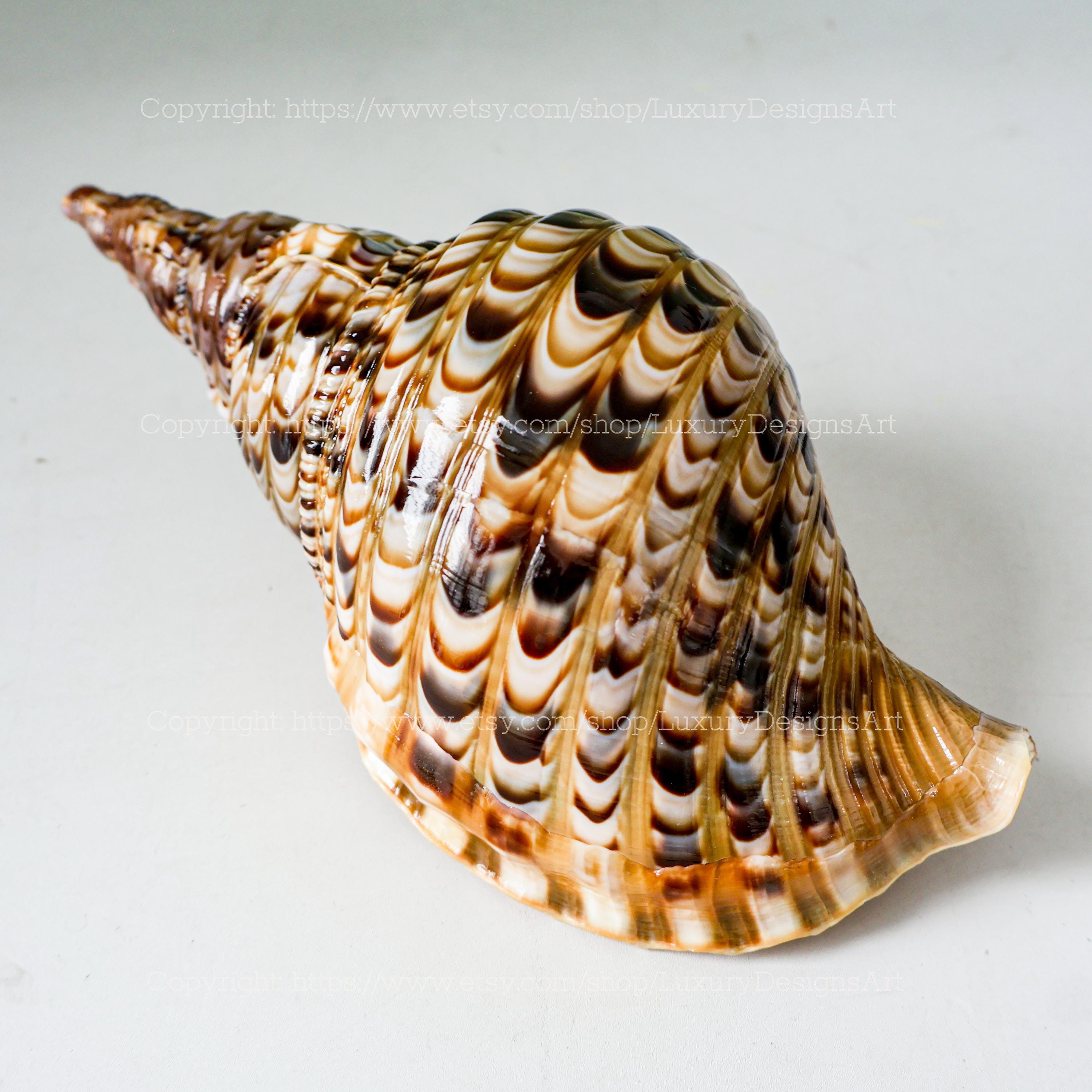 Triton Trumpet Seashell Rare Natural Giant Conch Shell Symbol of Wealth ...