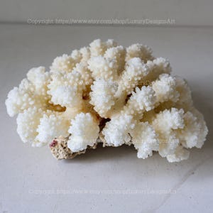 Beautiful White Coral Tree Real Coral Decorative Aquarium Coral Natural Sea Coral for Home Decor Coral Decorate Desk Natural Seashell