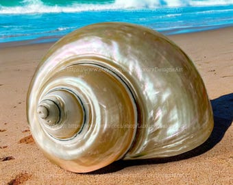 Snail Shell for Home Decor Natural Seashell, Conch, Turbo Shell, White Shell, Jade Turbo Shell Snail Shell Spiral Shell Big Seashell
