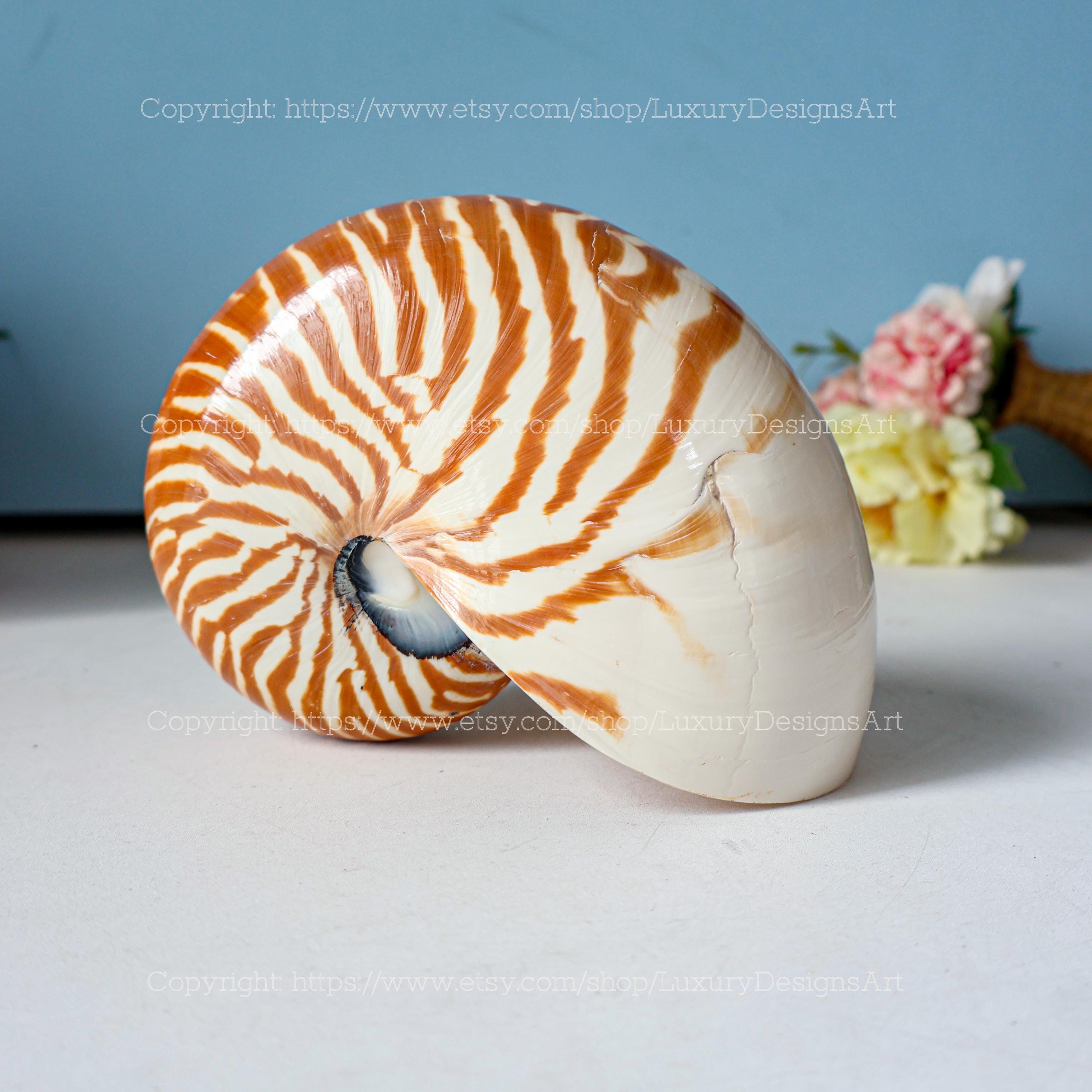 Chambered Nautilus Conch Shell Ocean Vortex Real Giant Conch Shell ...