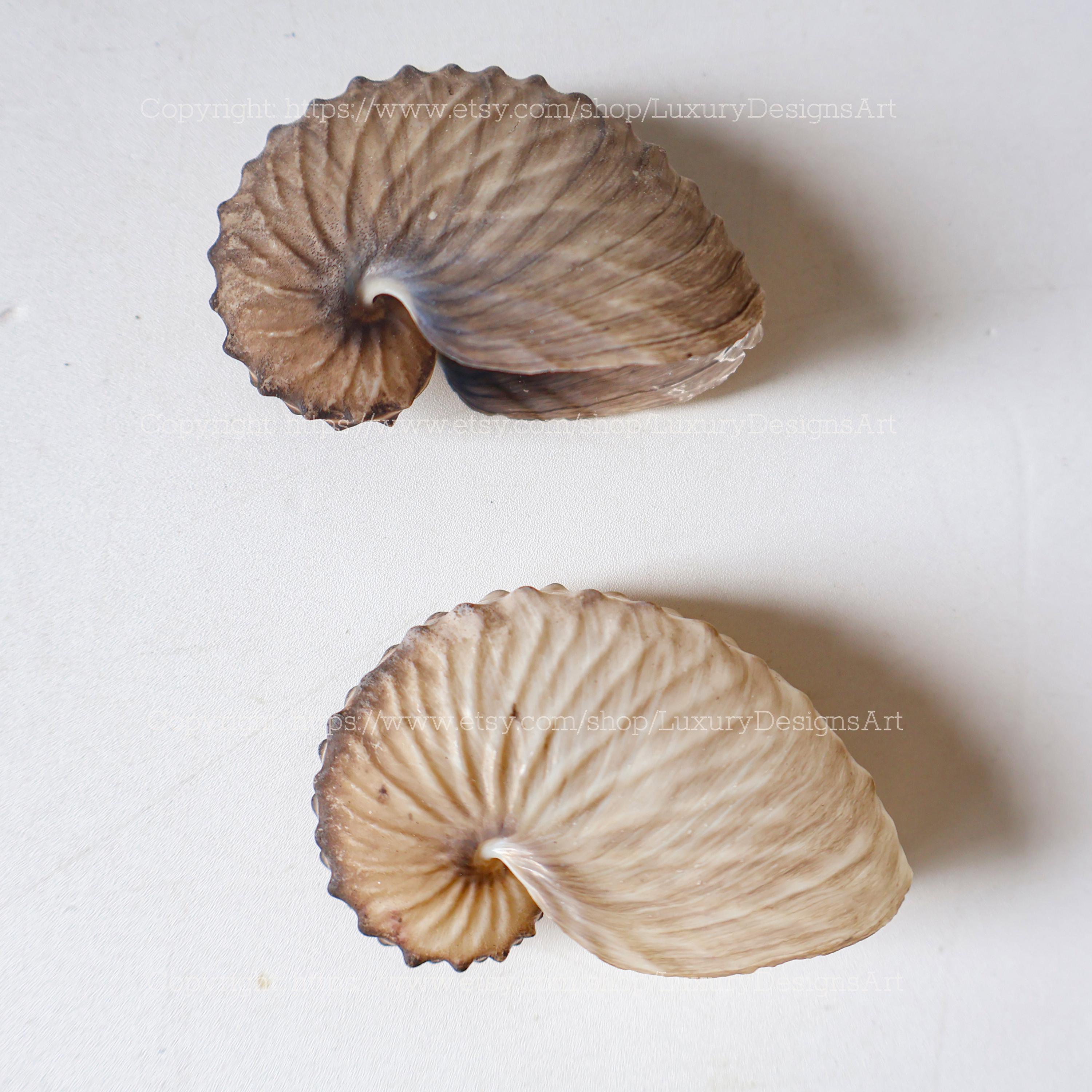 Brown Paper Nautilus Conch Shell Real Brown Paper Nautilus Ocean Vortex ...