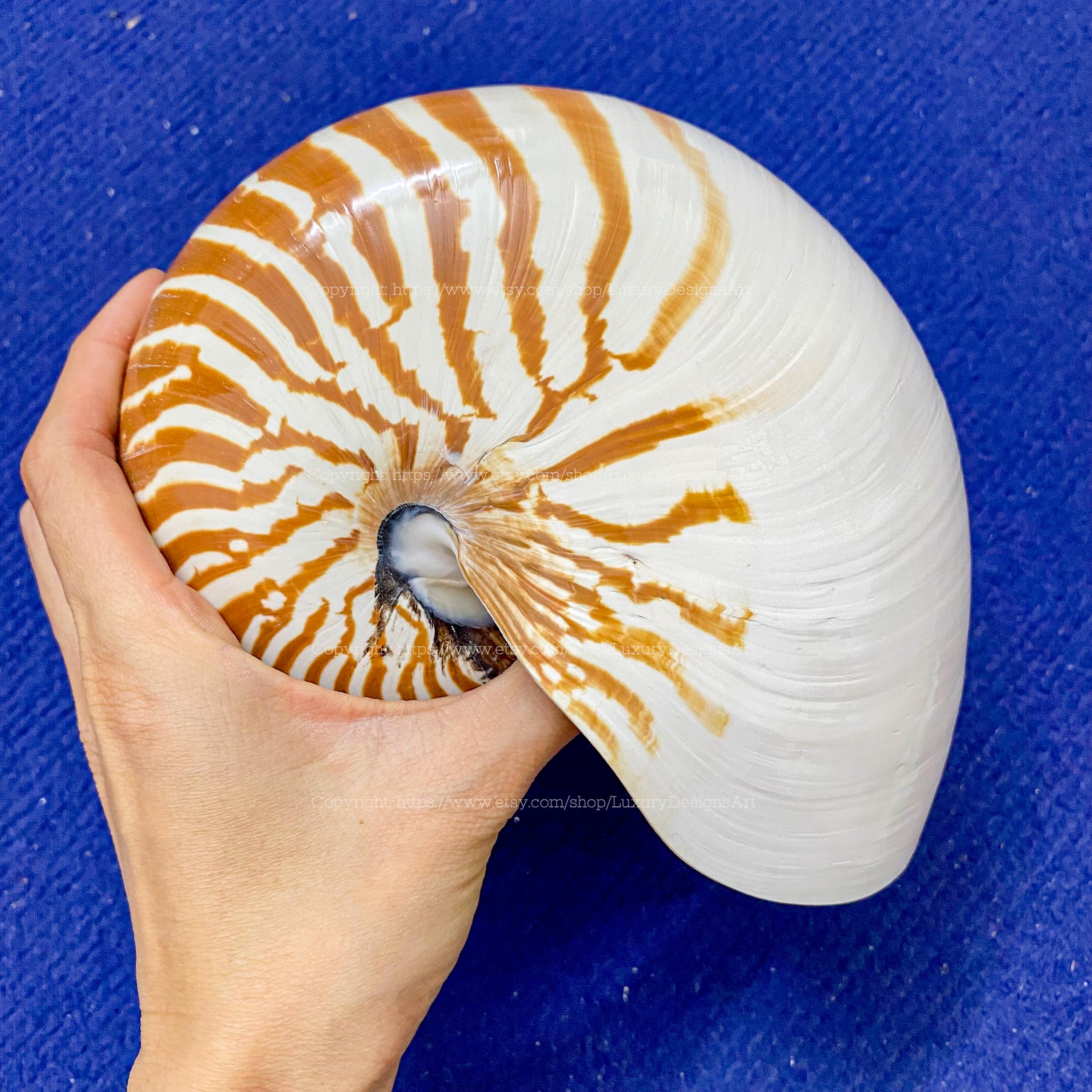 Chambered Nautilus Conch Shell Ocean Vortex Real Giant Conch Shell ...