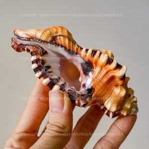 Natuurlijke Lotoria-schelp, slak, slakkenhuis voor interieurdecoratie RODE MOND Cymatium Perryi Triton-schelpencollectie zeldzame Conus-zeeschelp