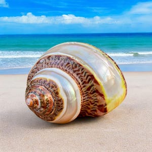 Natural Seashell, Conch, Snail Shell for Home Decor Turbo Shell, White Brown Shell, Jade Turbo Shell Snail Shell Spiral Shell Seashell