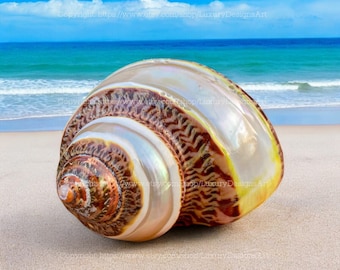 Natural Seashell, Conch, Snail Shell for Home Decor Turbo Shell, White Brown Shell, Jade Turbo Shell Snail Shell Spiral Shell Seashell