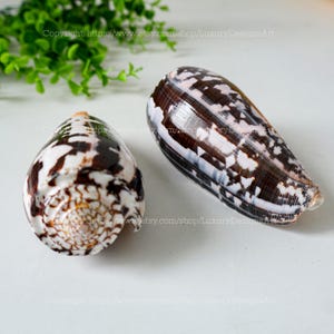 Conus Ateralbus LARGE Conus Generalis Conus Striatus Santa Nina Samar Natural Seashell for Home Decor Shell Collection Conus Sea Shell