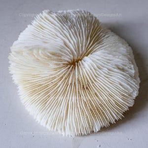 Pode incluir: Um espécime de coral branco em forma de leque com uma superfície texturizada e estriada. O coral tem uma aparência natural e orgânica, com variações sutis de cor e textura. A forma geral é circular, com um ponto central e linhas radiais.