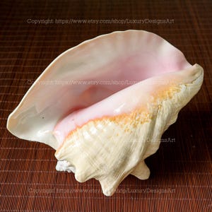 Real Polished Pink Queen Conch Shell Seashell for Home Decor Large Conch Shell Large Decorative Conch Spiral Star Shell Giant Seashell Gifts