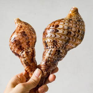 May include: Two large, ornate seashells with a spiral shape. The shells have a brown and cream pattern with a glossy finish. The shells are held in a hand against a white background.