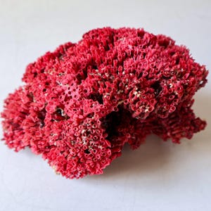 May include: A striking red coral, displaying a complex, porous structure. The coral's surface is covered in numerous small holes and channels, creating a textured appearance. The color is a rich, deep red. The overall form is organic and detailed.