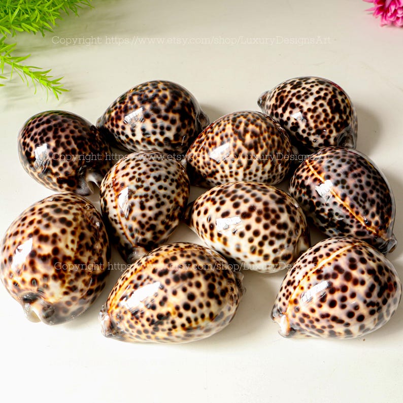 Natural Seashell, Conch, Snail Shell for Home Decor Tiger Cowrie Shell ...