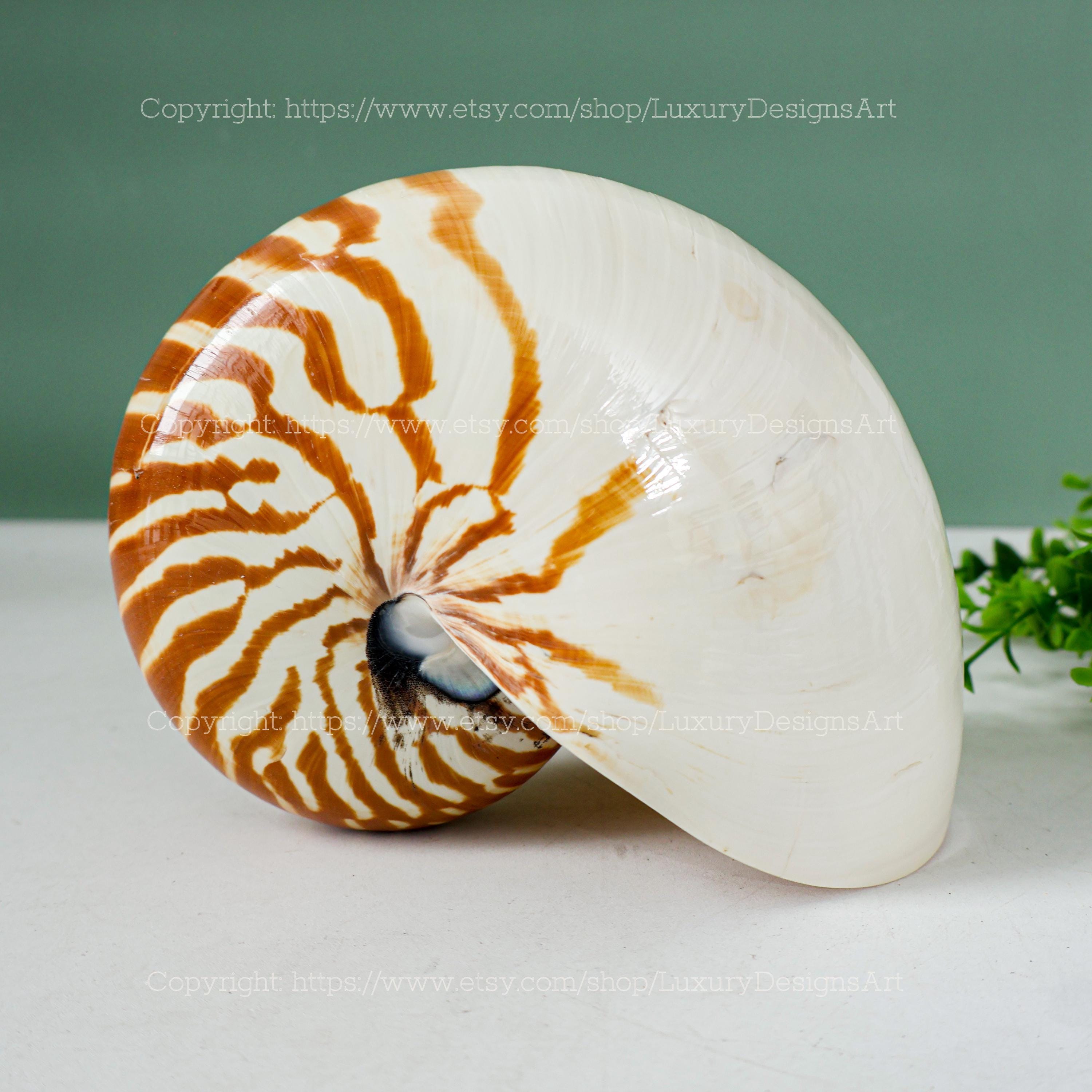 Chambered Nautilus Conch Shell Ocean Vortex Natural Beautiful Giant ...