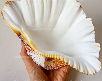 巨大なシャコガイの貝殻：天然の海の装飾、工芸品の飾り（18～20 cm