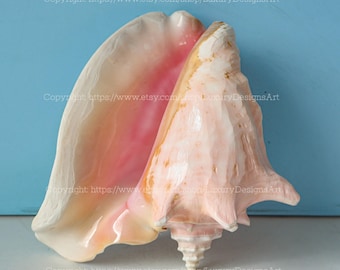 Large Conch Shell Polished Pink Queen Real Conch Shell Seashell for Home Decor Large Decorative Conch Spiral Star Shell Giant Seashell