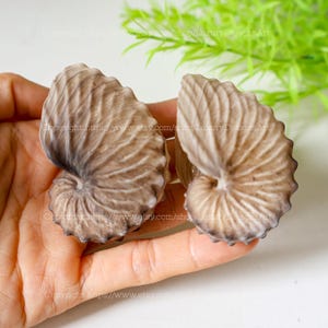 Brown Paper Nautilus Conch Shell Real Brown Paper Nautilus Ocean Vortex RARE Paper Nautilus Conch Shell Natural Sea Snail Shell Collection