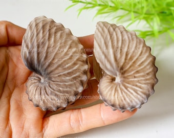 Braunes Papier Nautilus Conch Shell Echtes Braunes Papier Nautilus Ocean Vortex RARE Papier Nautilus Conch Shell Natürliche Meeresschnecken Shell Sammlung