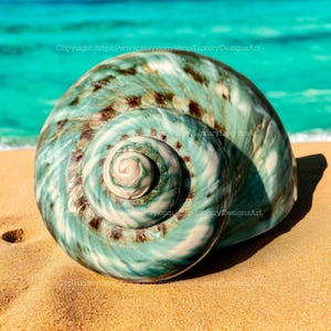 May include: A large, spiraled seashell with a green, brown, and white marbled pattern. The shell is sitting on a sandy beach with turquoise water in the background.