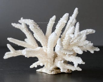 脳サンゴは非常に美しい、大きな天然サンゴ、本物のサンゴは非常に特別 