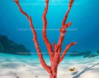 RED Coral Decorative Aquarium Real Natural Coral Sea Coral for Home Decor Beautiful Red Coral Tree Natural Seashell Super VIP Red Coral