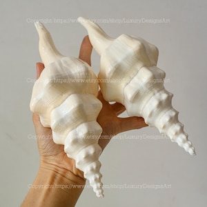 Legrand&#39;s Wavy Spindle Seashell for Home Decor Natural Seashell, Conch, Cyrtulus Undatus Shell Snail Shell Spiral Shell Giant Seashell