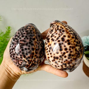 Natural Seashell, Conch, Snail Shell for Home Decor Tiger Cowrie Shell Large Size Cypraea Tigris Unique Shell Collection Rare Conus SeaShell