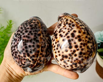 Concha marina natural, caracola, concha de cauri tigre de gran tamaño (Cypraea tigris), colección única de conchas, rara concha marina Conus.