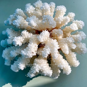 Real Coral Beautiful White Coral Tree Decorative Aquarium Coral Natural Sea Coral for Home Decor Coral Decorate Desk Natural Seashell