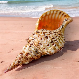 Symbol of Wealth & Prosperity Triton Trumpet Seashell Rare Natural Giant Conch Shell, Large Queen Seashell Collections (Charonia Tritonis)