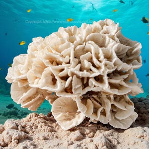 Flower Shape Coral Decorative Beautiful Corals For Aquariums Real Coral Natural Sea Coral for Home Decor White Coral Tree Large Coral