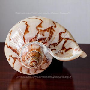 Ocean Vortex Cymbiola Nobilis Parva Seashell RARE Conch Shell Natural Giant Conch Shell Noble Volute Sea Snail for Decor Display Seashell