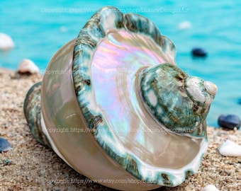 Large Conch Shell Giant Green Marmoratus Turban Shell Mother Of Pearl Polished Beautiful Seashell for Home Decor Turbo Sea Shell Giant Green