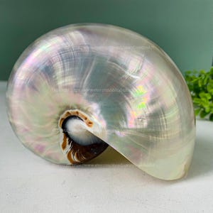 Puede incluir: Una gran concha de nautilus blanca iridiscente con un interior marrón y negro. La concha tiene una superficie lisa y brillante y una forma espiral.