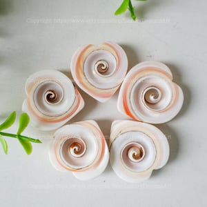 May include: Five heart-shaped seashells with a spiral pattern in shades of white, pink, and orange.