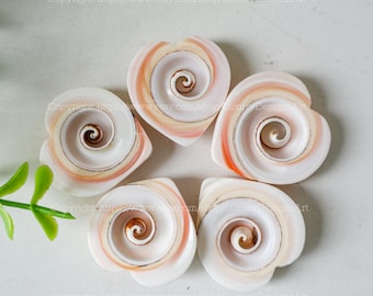 Herz Conus Shell Cut Shell Scheiben Natürliche Muschel für Home Decor Shell Sammlung Conus Sea Shell Swirl Shell Küstendekor Mini Shell