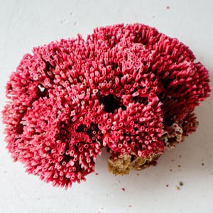 May include: A bright red coral specimen with a textured surface and many small holes. The coral has an intricate, organic shape and a natural, earthy appearance. The base of the coral is a light brown colour.
