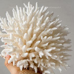 Natural LARGE Sea Coral for Home Decor Beautiful White Coral Tree Real Coral Aquarium Coral Decorate Desk Natural Seashell Christmas Decor
