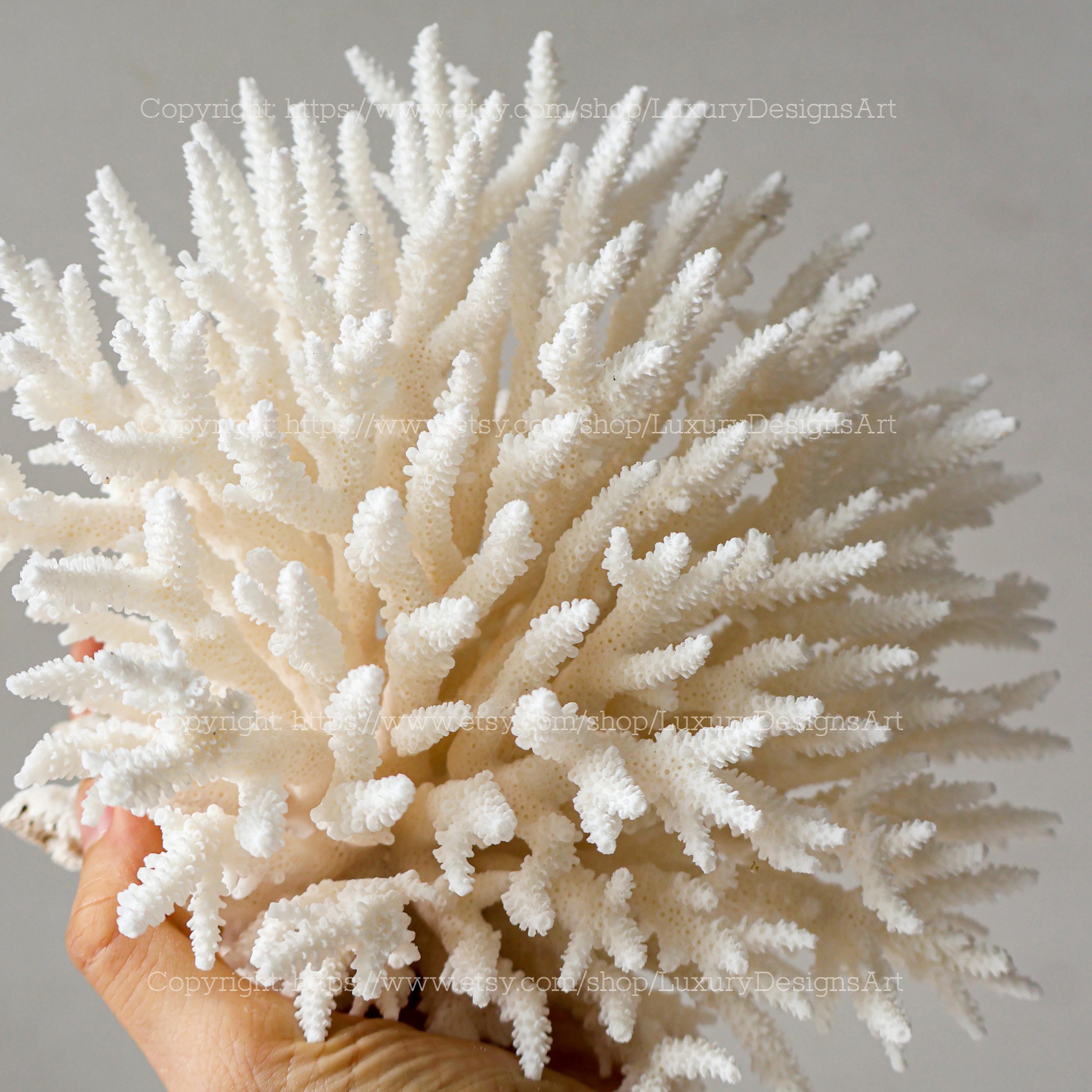 Large White Coral - Etsy