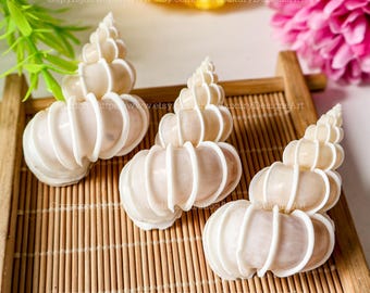 Natural Seashell, Conch, Snail Shell for Home Decor Wentletrap White Seashell RARE Unique Shell Collection Rare Conus Sea Shell