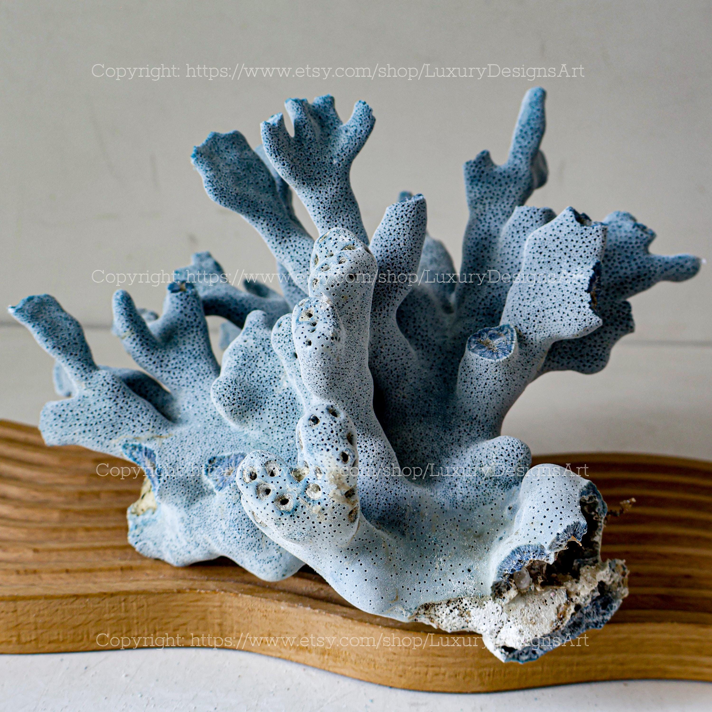 Real Coral Natural Blue Coral Tree Decorative Aquarium Coral