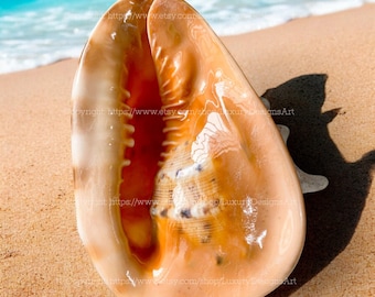 Large Conch Shell Real Cassis Cornuta Shell Conch Shell Seashell for Home Decor Helmet Shell Giant Seashell Huge Ocean Shell