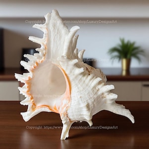 Natural Ramose Murex Conch - Large Seashell for Decor and Collectors Real Natural Seashell Pink White Planter Beach Murex Ramosus Shell