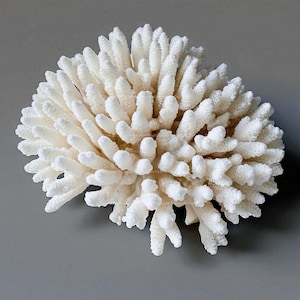 RARE Real Coral Decorative Aquarium Coral Natural Sea Coral for Home Decor Beautiful White Coral Tree Coral Decorate Desk Natural Seashell