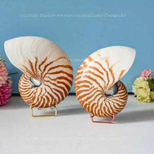 Puede incluir: Dos conchas de nautilus con un patrón de rayas marrones y blancas. Las conchas se muestran en soportes de metal dorado y cobre. El fondo es una pared azul claro.