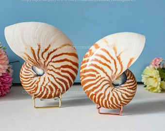 Op de afbeelding: Twee nautilus schelpen met een bruin en wit gestreept patroon. De schelpen worden getoond op gouden en koperen metalen standaards. De achtergrond is een lichtblauwe muur.