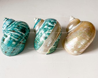 Snail Shell for Home Decor Natural Seashell, Conch, Turbo Shell, Jade Turbo Shell Snail Shell Spiral Shell Big Seashell 3 Styles