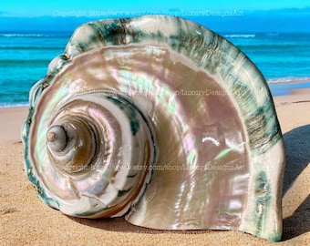 Giant Green Large Conch Shell Giant Green Marmoratus Turban Shell Mother Of Pearl Polished Beautiful Seashell for Home Decor Turbo Sea Shell