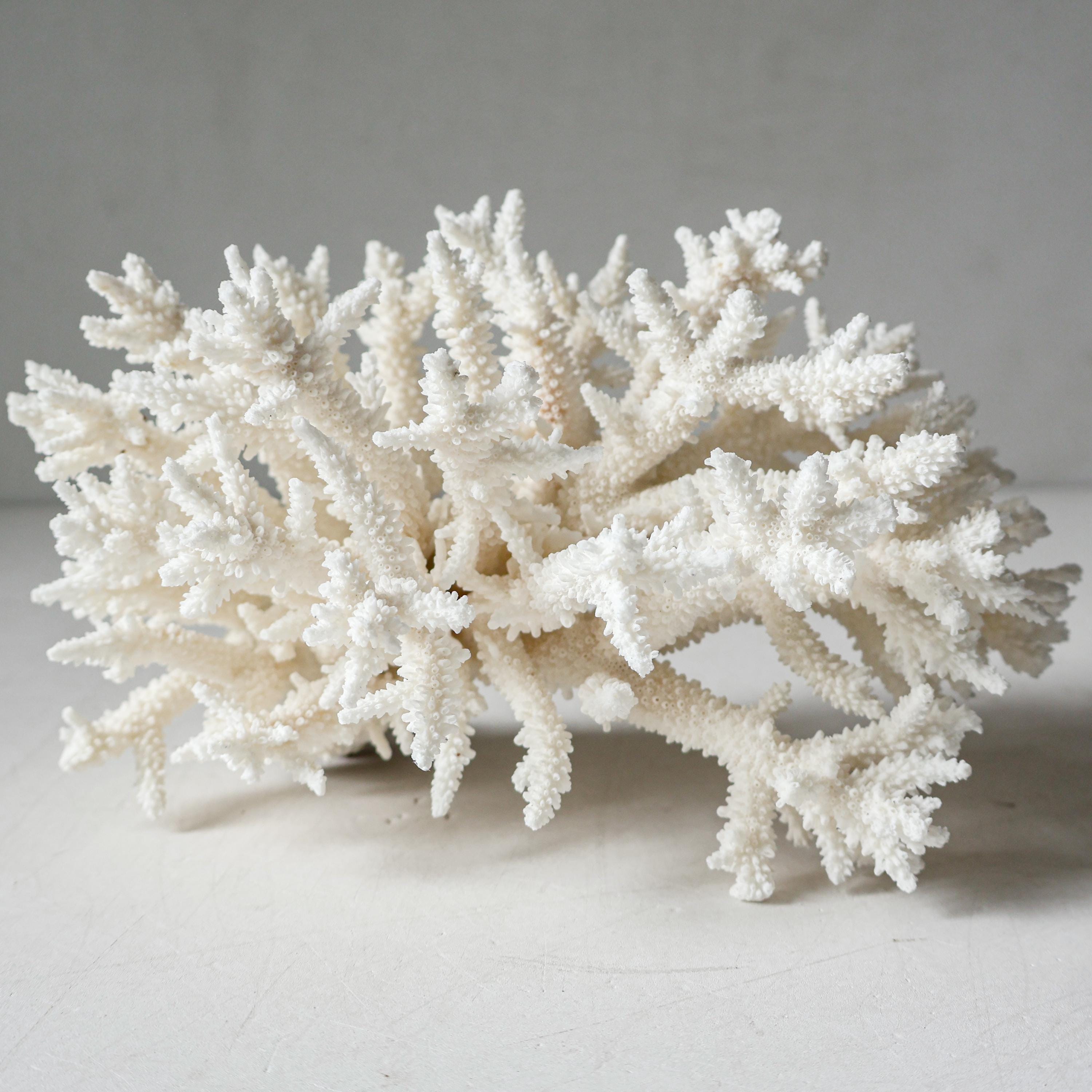 Real LARGE Coral VIP Aquarium Coral Natural Sea Coral for Home